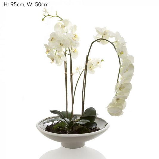 Orchid Phalaenopsis in White Pot White-Accessories-Florabelle-Default Title---abc