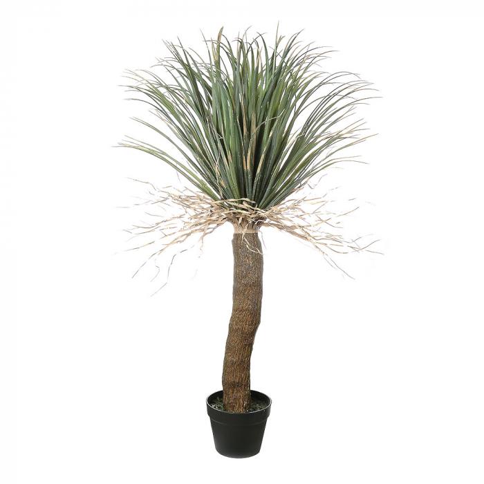 Grass Tree Small-abc
