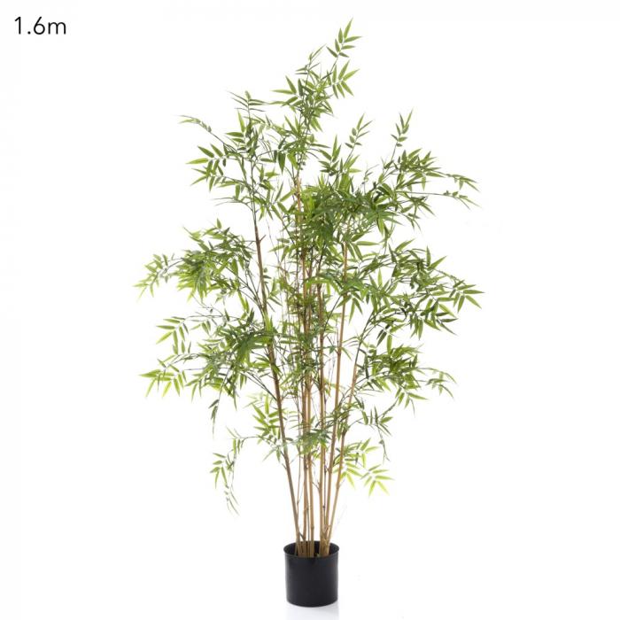 Oriental Bamboo Tree 1.6m-abc