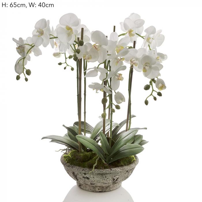 Orchid in Pot White-abc