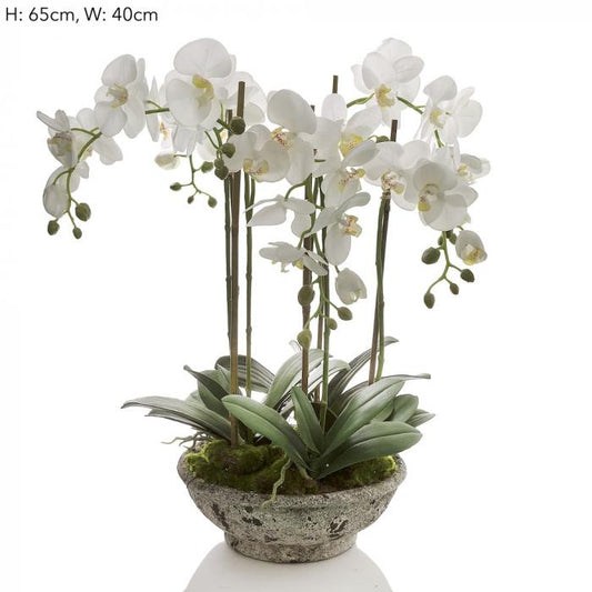 Orchid in Pot White-abc
