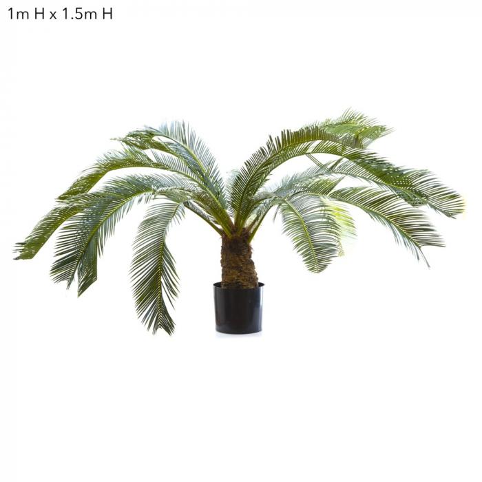 Cycus Palm 1m W/15 Fronds-abc