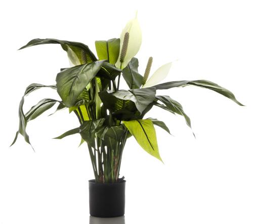 Spathiphyllum Lily 63cm White-Accessories-Florabelle-Default Title---abc