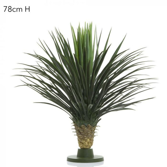 Giant Yucca Rostrata W/176 Lves 78cm-abc