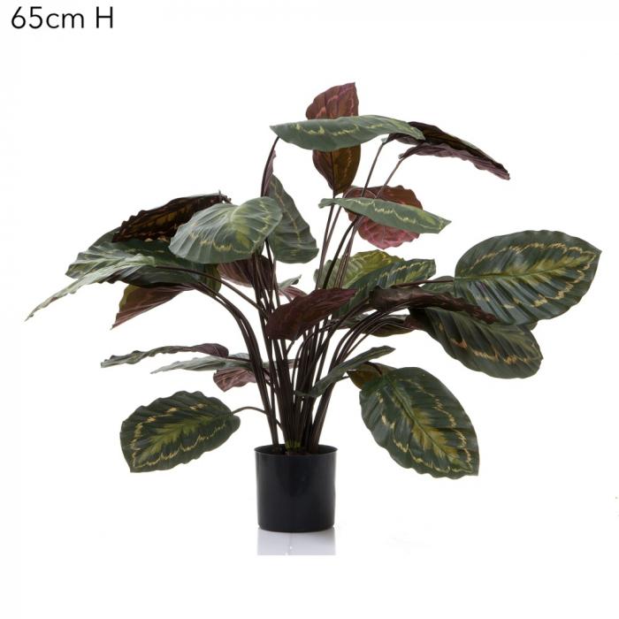 Calathea Fasciata 65cm Green/Red-abc