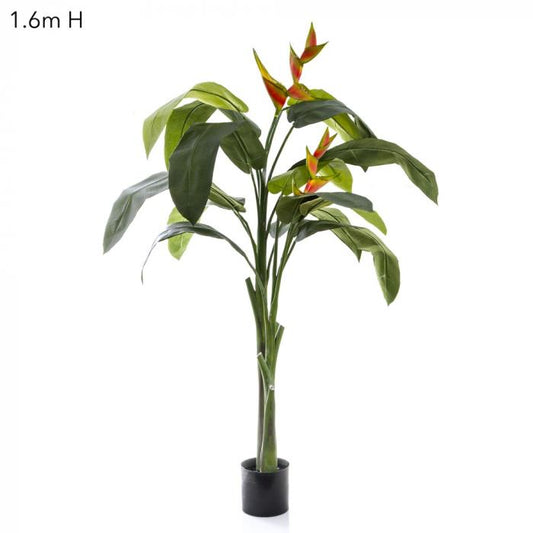 Heliconia Plant 1.6m W/Flower-abc