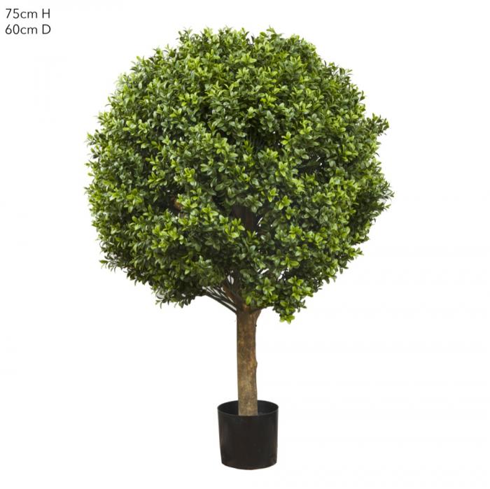 Boxwood Ball Tree 75cm (Dia 60cm)-abc