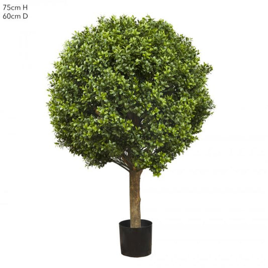 Boxwood Ball Tree 75cm (Dia 60cm)-abc
