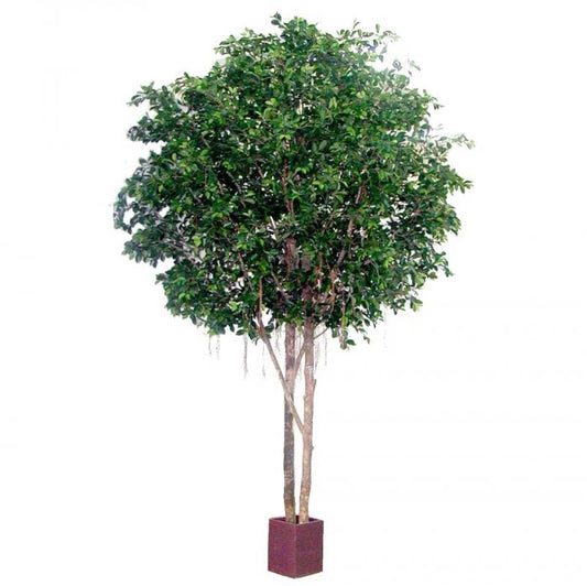 Ficus Retusa Giant 12960Lvs 3.05M-abc