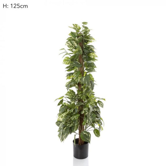 Pothos in Pot 1.2m 250 Lvs (TCPOT120)-Accessories-Florabelle-Default Title---abc