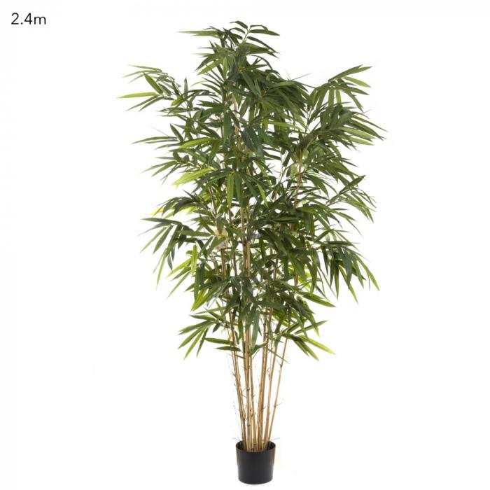 Giant Bamboo Tree 2.4m-abc