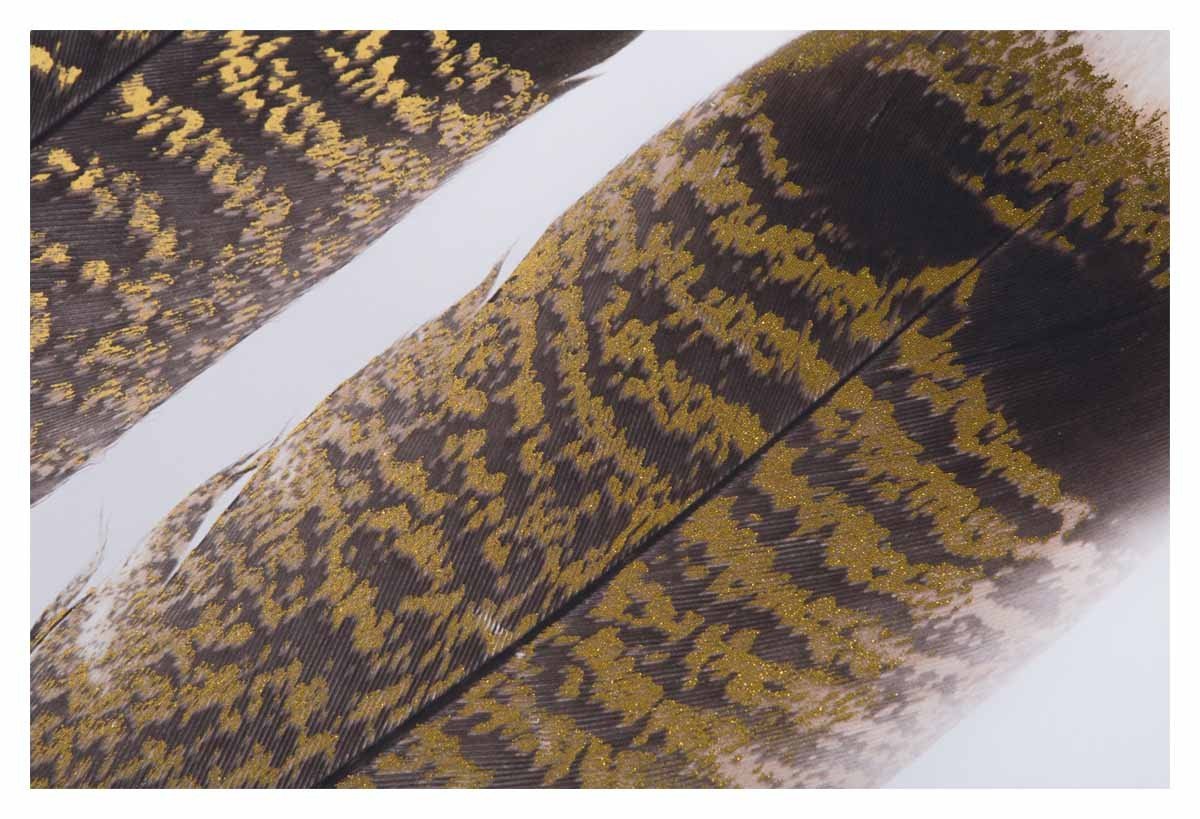 Three Feathers on Stretched Canvas Wall Art-Accessories-Home & Giftware-Default Title---abc