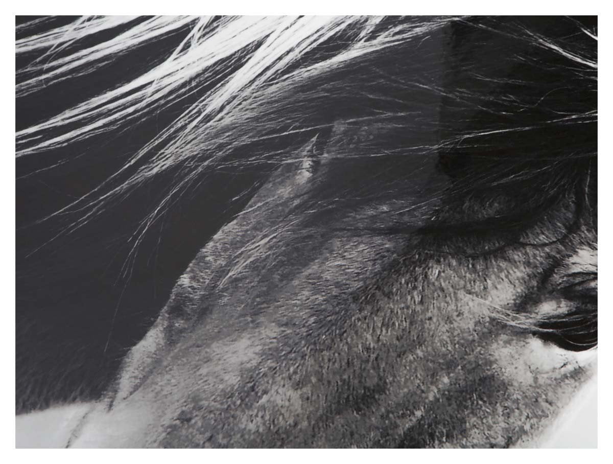 Wild Brumby Wall Art-Accessories-Home & Giftware-Default Title---abc