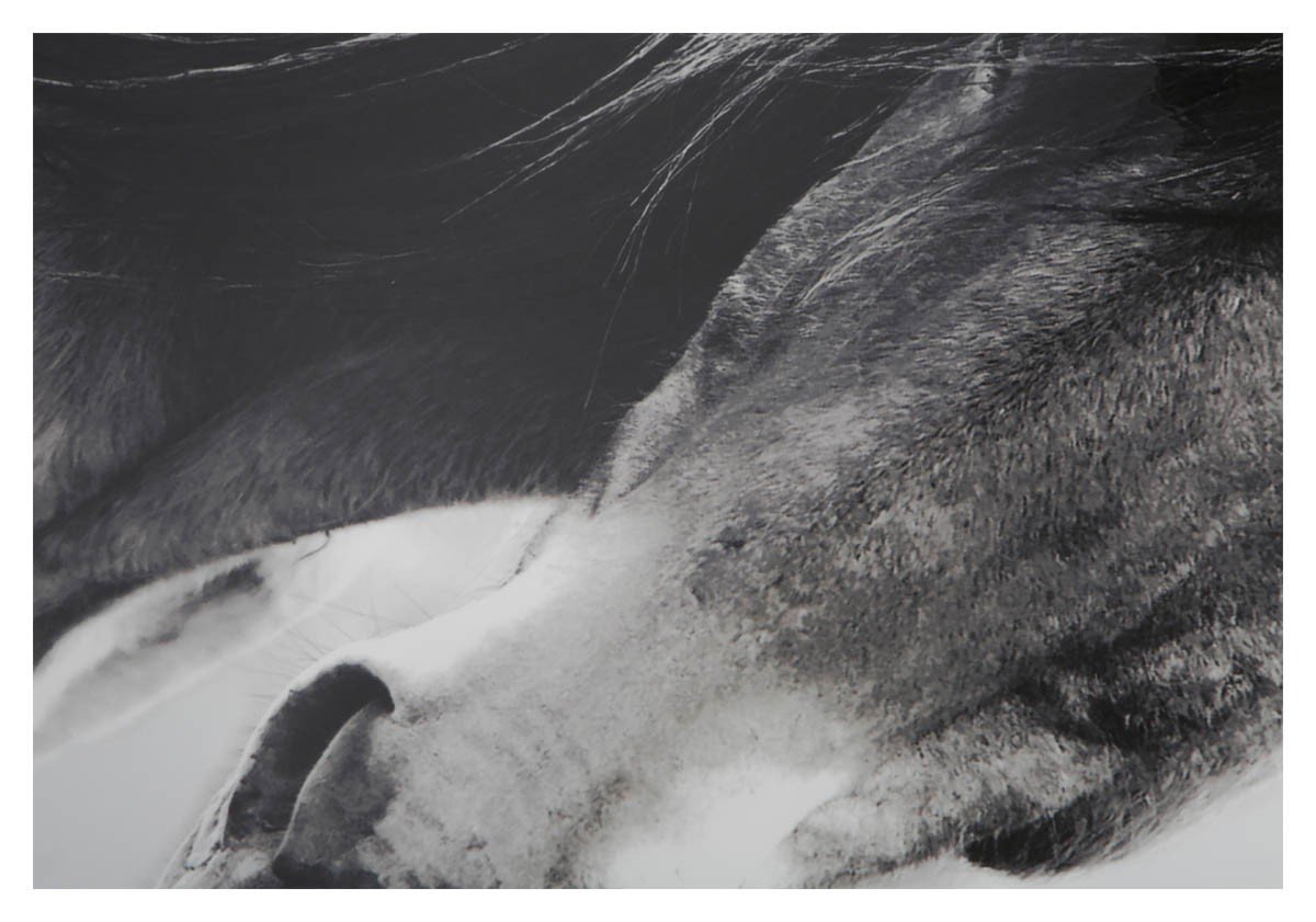 Wild Brumby Wall Art-Accessories-Home & Giftware-Default Title---abc