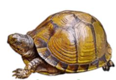 product with 2 variants 0818, 0820-Decorators-Hudson Living-tortoise-with text--abc